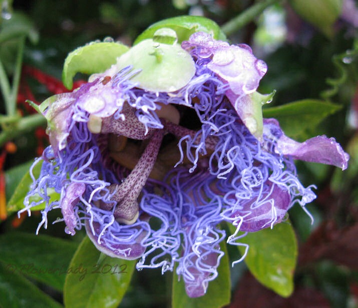 [06-02-passion-flowerjpg%255B4%255D.jpg]