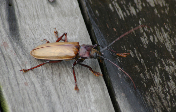 Cerambycidae, Remphanini : Remphan (Rhaphipodus) hopei WATERHOUSE, 1836, mâle. Sepilok, 11 août 2011. Photo : J.-M. Gayman