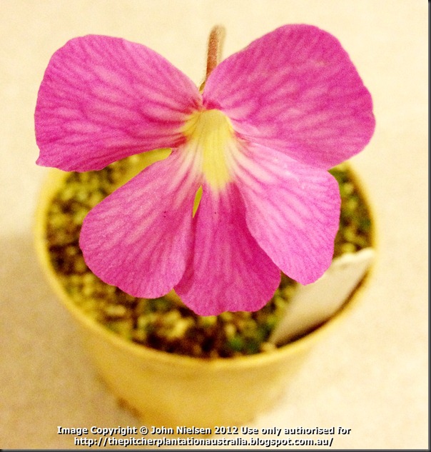 Pinguicula moranensis superba_flower_blog