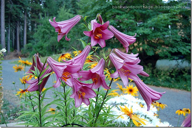 trumpetlilies