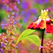peonyremains4sh.jpg