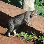 Gatos