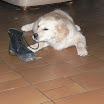 Dashka