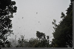 DSC_0359 DSC_0359