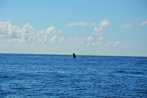 DSC_3297.JPG DSC 3297