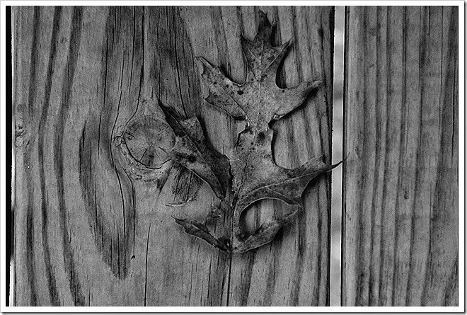 leaves-public-domain-pictures-1 (9) leaves-public-domain-pictures-1 (9)