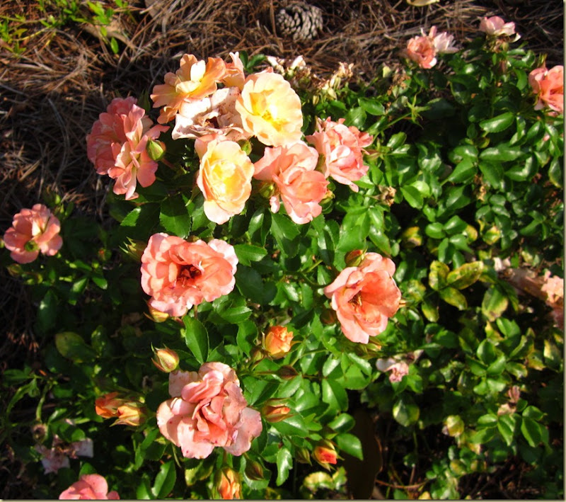 peach driff roses 1