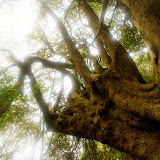 Milkwood - Sideroxylon inerme