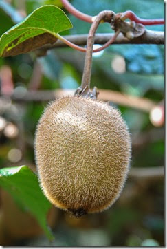 Over 70% of kiwi production is in Italy, New Zealand, and Chile. Italy produces roughly 10% more kiwifruit than New Zealand, and Chile produces 40% less.[3] With these three main production centers, kiwifruit is produced for worldwide consumption roughly all year long