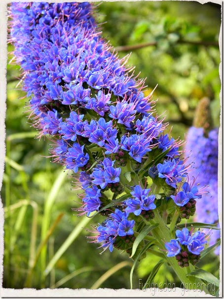 Echium 1 Echium 1
