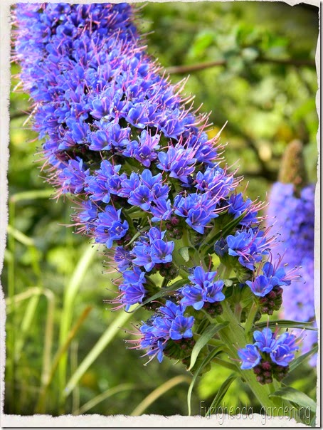 Echium 1