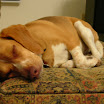 Amber and Mitzi-01.jpg