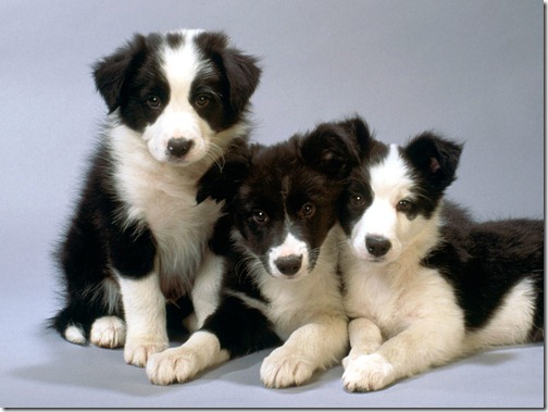 Border Collie puppies