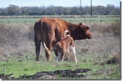 calfnursingcow calfnursingcow