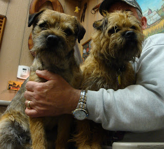 Which Border Terrier needs a haircut?