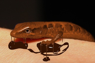 Chocolate Drip Lizard