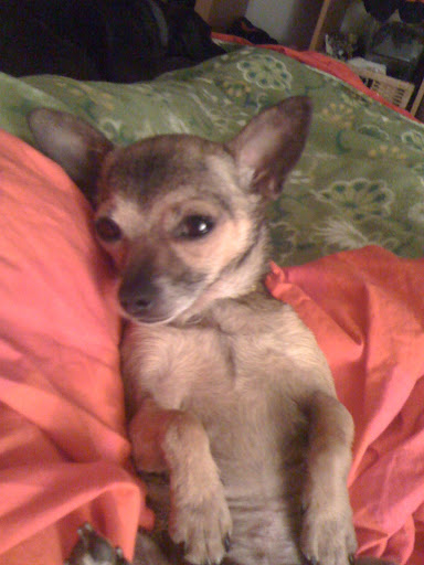 I'm OK now though.  When Dr. Pia got me I had a big line of stitches and milk for my babies.  But now i'm all healed up!