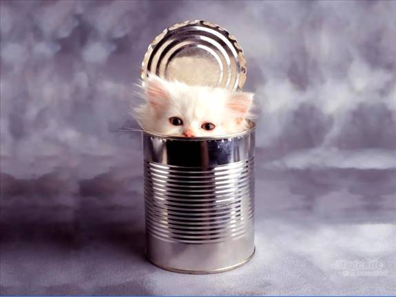 Image Dimension: 512x385 :: I am love these Cats I am love these Cats