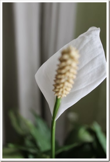 2014-01-10 peace lily 036