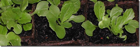 'Chinese cabbage' seedlings grown from seed in fibre pots filled with potting mix and kept well-watered.