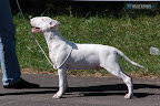Bullworld Good To Be Back