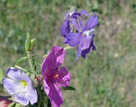 Black Hills Wildflowers Black Hills Wildflowers