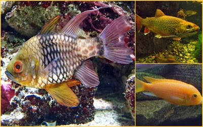 colorful fish2.jpg Colorful fish2