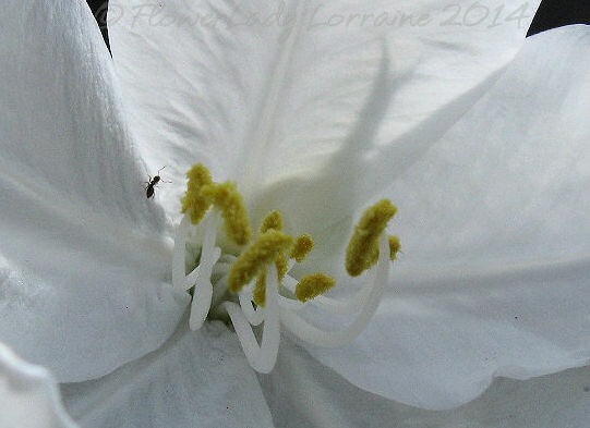 [04-29-white-orchid-tree2%255B2%255D.jpg]