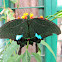 Paris Peacock