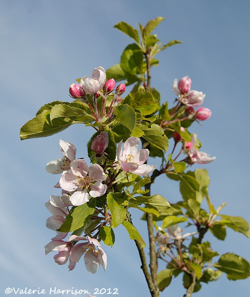 [apple-blossom%255B2%255D.jpg]