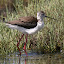 Pernilongo - Himantopus himantopus