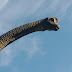 IMG_20120122_165416.jpg