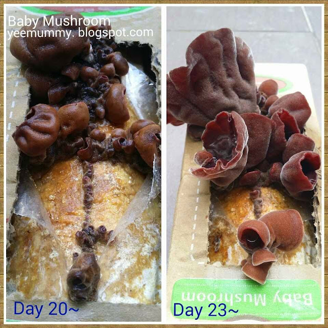 Baby Mushroom 菇宝宝 ~ 木耳成长过程 Baby Mushroom 菇宝宝 ~ 木耳成长过程