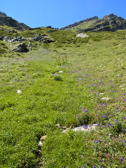 Biotope de Parnassius (Driopa) nordmanni. Cheget (Terskol), 2750 m (Kabardino-Balkarie), 8 août 2014. Photo : J. Michel