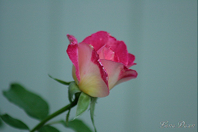 [DoubleDelightBud_Aug%255B7%255D.jpg]
