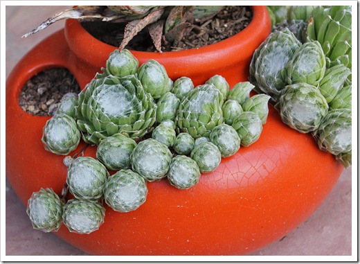 110610_sedum-arachnoideum2 110610_sedum-arachnoideum2