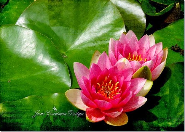 Waterlilies_paperstainedmusic Waterlilies_paperstainedmusic