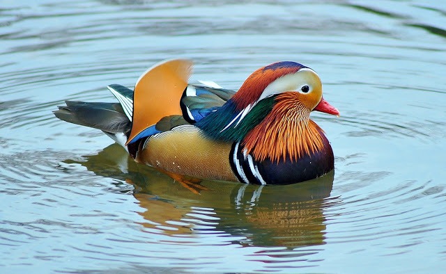[most-colorful-duck-4%255B3%255D.jpg]