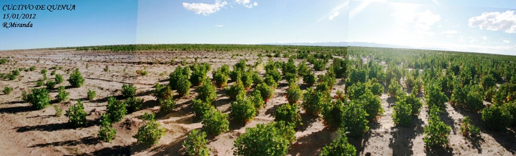 [CULTIVO_DE_QUINUA_EN_ORURO-Ruben_Miranda%255B5%255D.jpg]