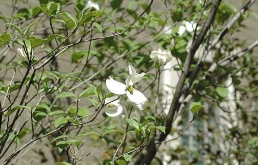 [dogwood7.jpg]