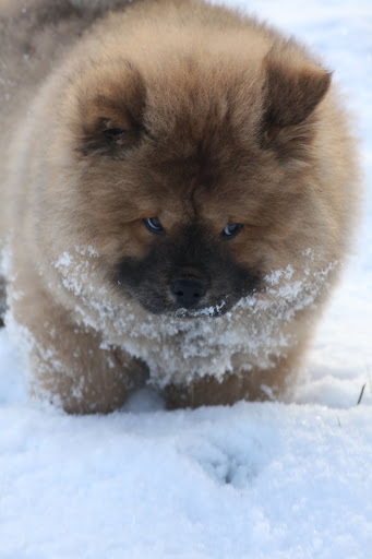 I don't know if it was a good idea to stick my face in the snow.