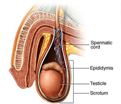 Scrotal and testicular anatomy
