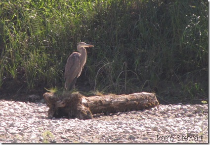 Heron in the dried up pond again