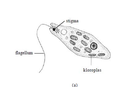 euglena viridis