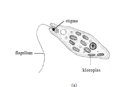 euglena viridis euglena viridis
