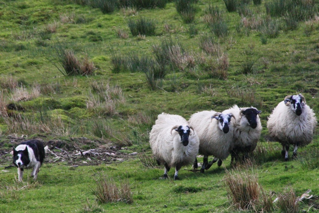 [sheepdog-tour-ring-of-kerry-ireland9.jpg]