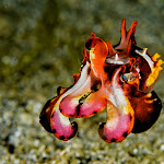 flamboyant cuttlefish