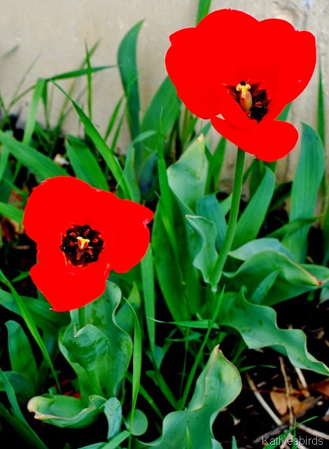 17. tulips in yard-kab