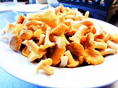 Kantareller