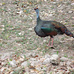 Some strange turkey thing, makes the sound of a dinosaur (at least until you put it in a pie)